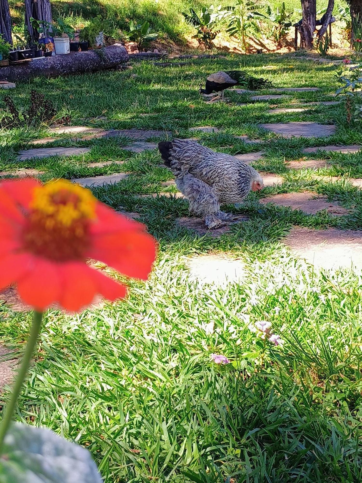 Aguas Vivas Hotel Fazenda Pirenópolis Dış mekan fotoğraf
