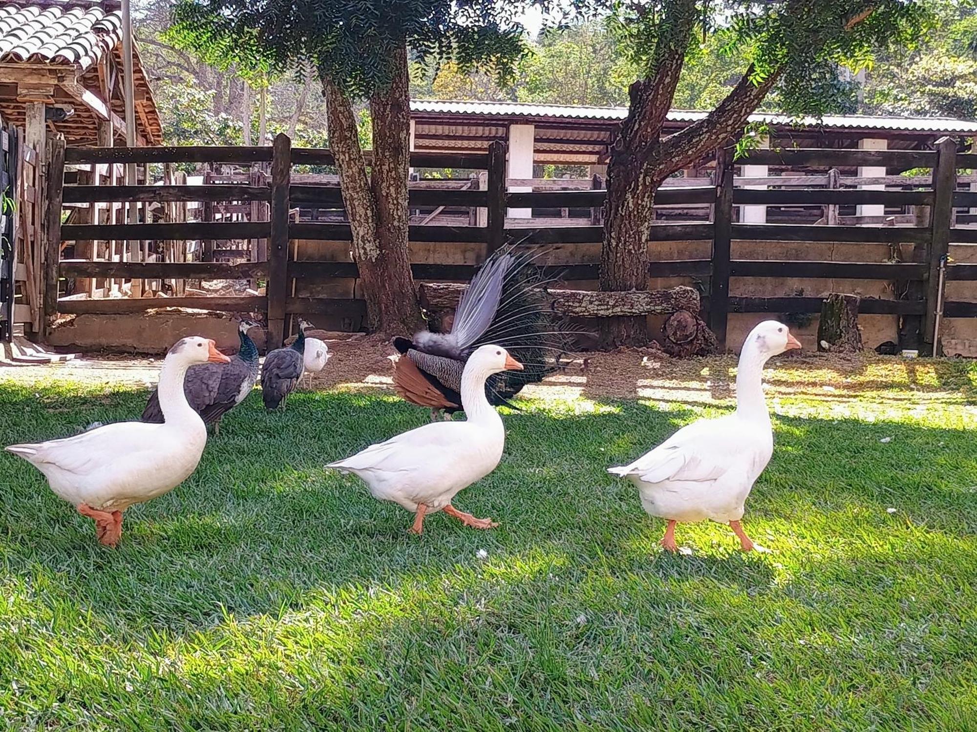 Aguas Vivas Hotel Fazenda Pirenópolis Dış mekan fotoğraf